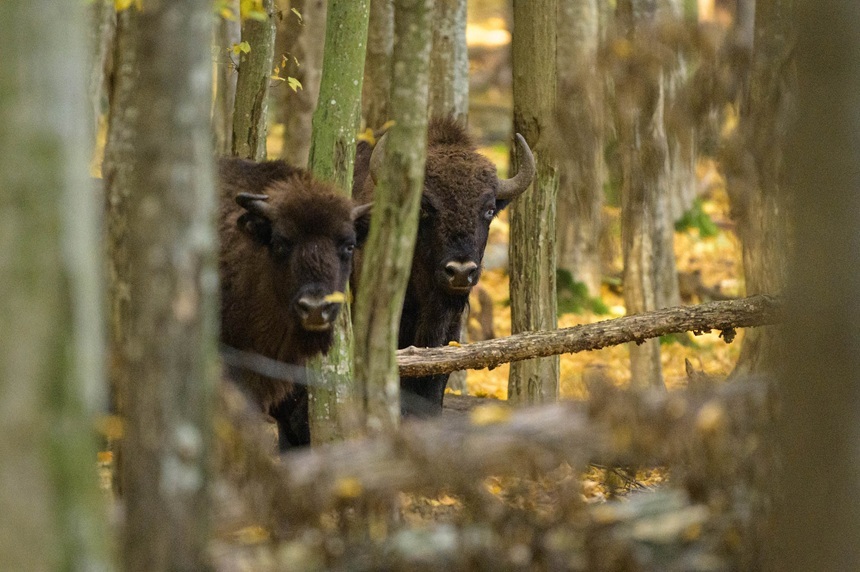 NEWS.ro: Coloana sonoră a naturii româneşti - Piesa „Zimbru”, lansată la radio de Ziua Pământului/ VIDEO