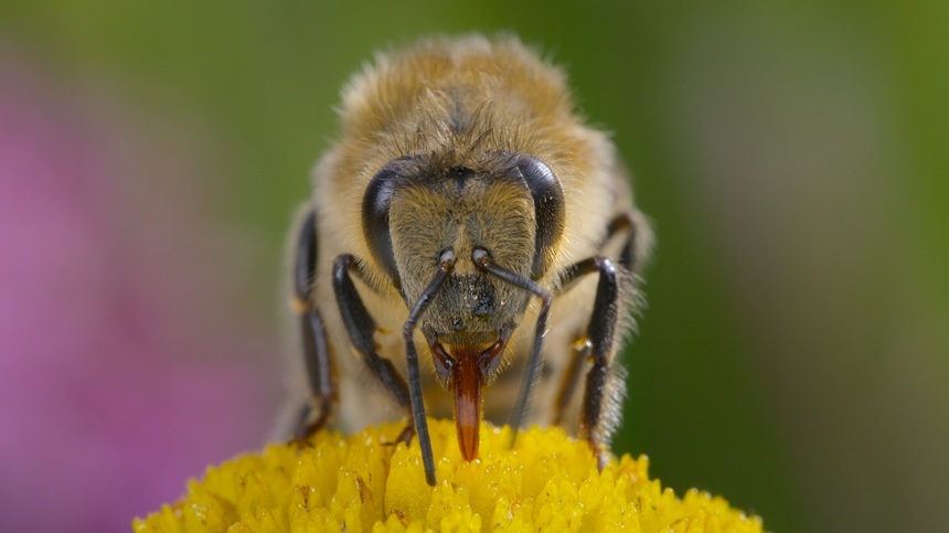 NEWS.ro: Cum arată un stup activ şi care sunt comportamentele nemaivăzute ale insectelor, în documentarul „Secretele albinelor” de la National Geographic