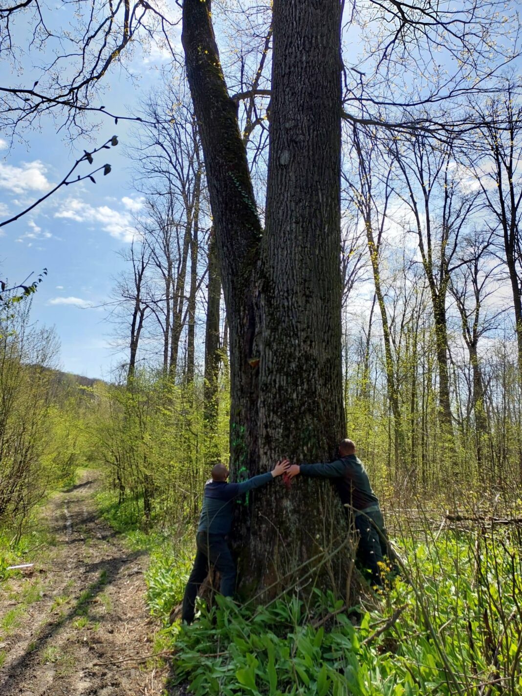 NEWS.ro: IGSU: Pompierii au intervenit, în ultimele 24 de ore, pentru îndepărtarea a peste 100 de arbori prăbuşiţi din cauza vântului /  Cele mai multe probleme, în judeţele Iaşi, Neamţ, Suceava şi Vaslui