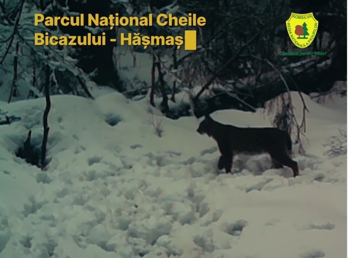 NEWS.ro: Imagini rare cu un râs, surprinse în Parcul Naţional Cheile Bicazului – Hăşmaş / ”Fantoma Carpaţilor” – numit aşa pentru că, în loc să fugă, preferă să rămână perfect nemişcat - adulmecă prin zăpadă  - VIDEO