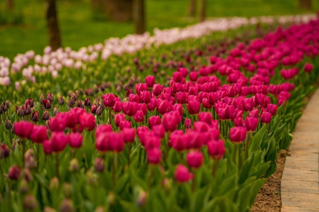 NEWS.ro: Începe Simfonia Lalelelor, cel mai important eveniment turistic al Piteştiului. Organizatorii promit spectacole cu artişti de top şi evenimente sportive şi culturale, toate organizate într-un cadru în care florile au locul principal - FOTO