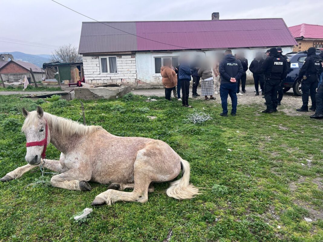 NEWS.ro: Intervenţie a poliţiştilor din Caraş-Severin pentru salvarea unui cal care era ţinut legat pe un câmp, fără apă şi hrană
