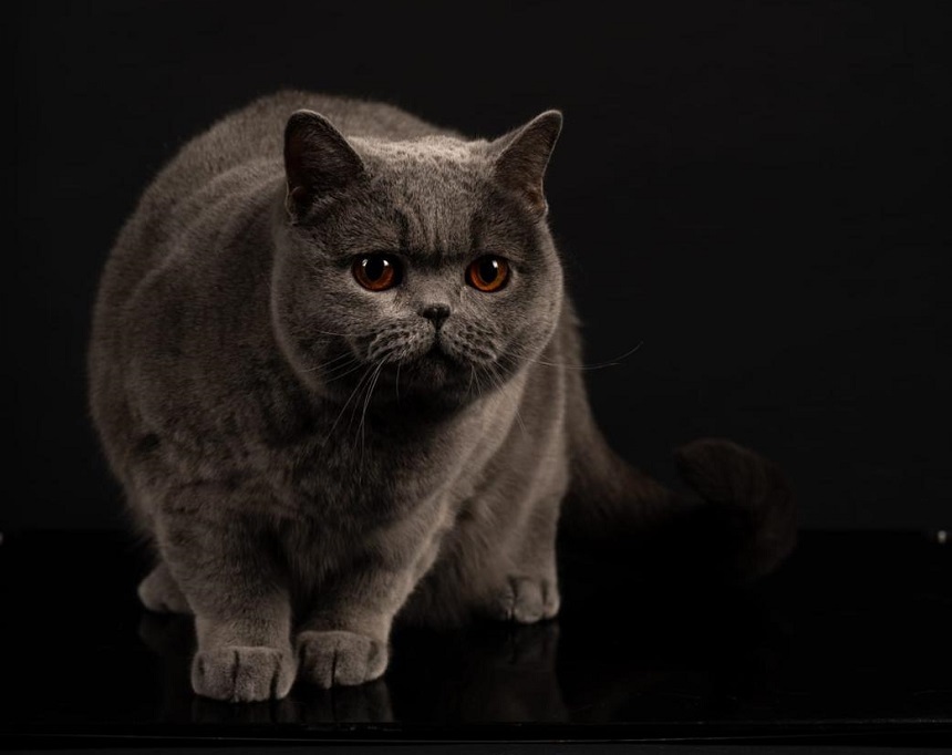 NEWS.ro: Kira Kiralina, supranumită Ursoaica din Bucovina, desemnată cea mai frumoasă pisică din Europa