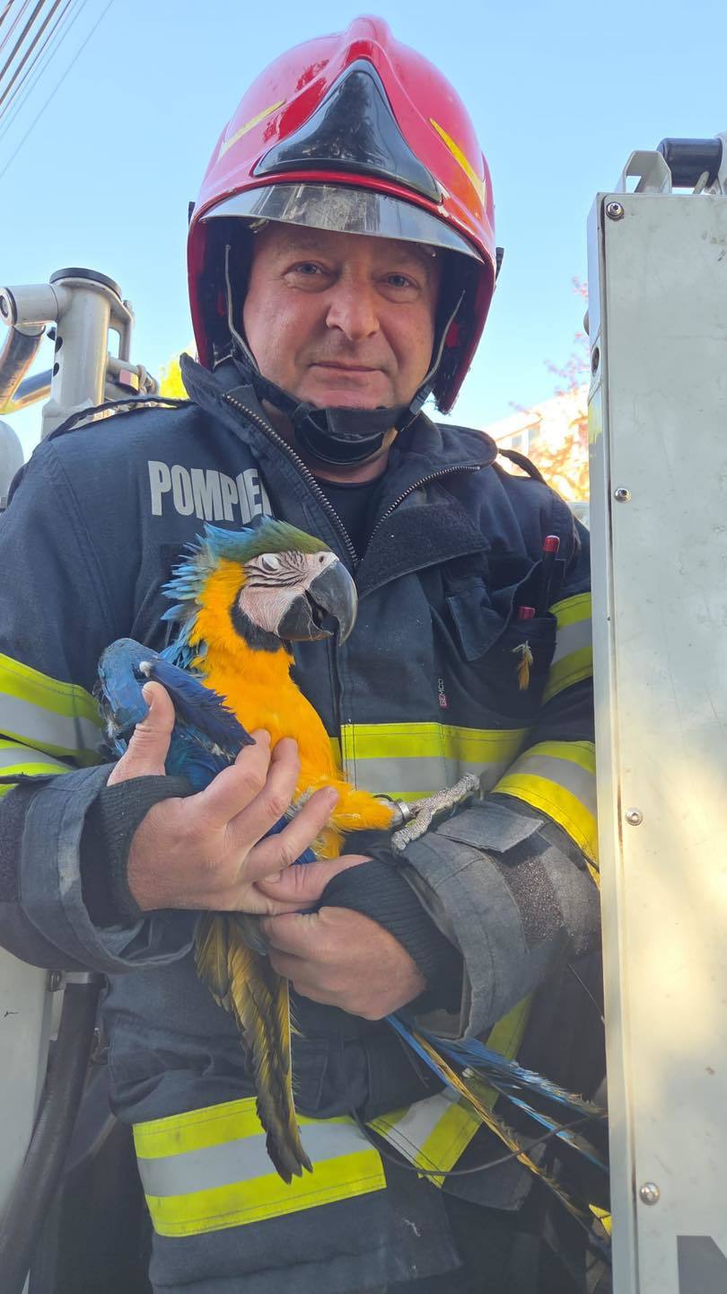 NEWS.ro: Misiune inedită a pompierilor din Turda, care au salvat un pui de papagal din vârful unui brad