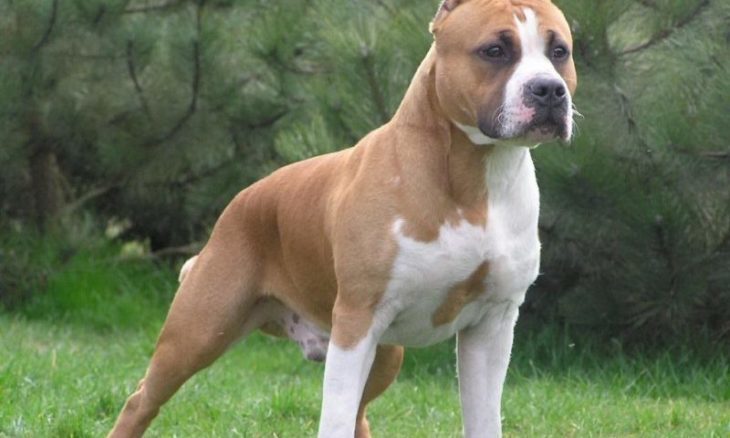 NEWS.ro: Olt: Doi bărbaţi sunt cercetaţi după ce au legat un câine de un copac, iar acesta a murit