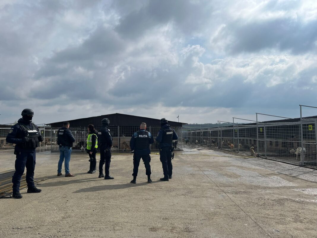 NEWS.ro: Percheziţii la un adăpost de animale din judeţul Suceava, după reclamaţii că sute de câini ar fi fost omorâţi / Acuzaţii aduse familiei primarului / Mesajul conducerii primăriei: Să ne susţinem oamenii şi să nu ne lăsăm dezbinaţi de lucruri neadevărate