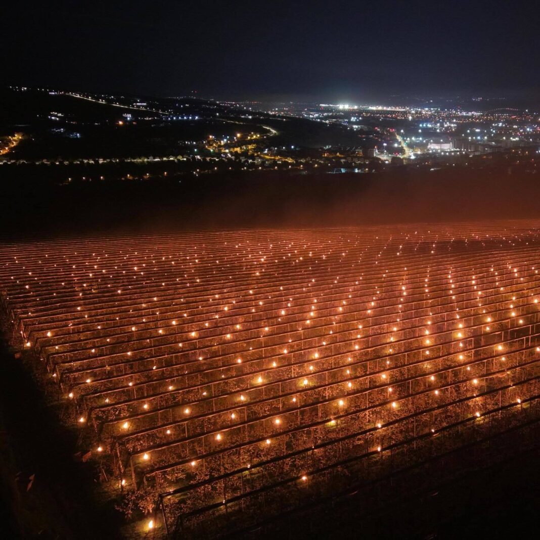 NEWS.ro: Reprezentanţii unei ferme pomicole din Cluj povestesc cât de mari sunt costurile pentru a salva de la îngheţ pomii fructiferi: Azi noapte am dat foc la 40.000 de euro. Poate v-aţi întrebat vreodată de ce cireşele sunt scumpe... - FOTO, VIDEO