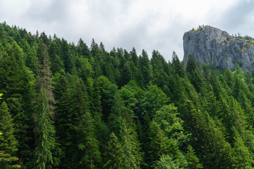 NEWS.ro: Romsilva cere dotarea personalului cu body-cam-uri, achiziţia fiind estimată la 29,2 milioane de lei