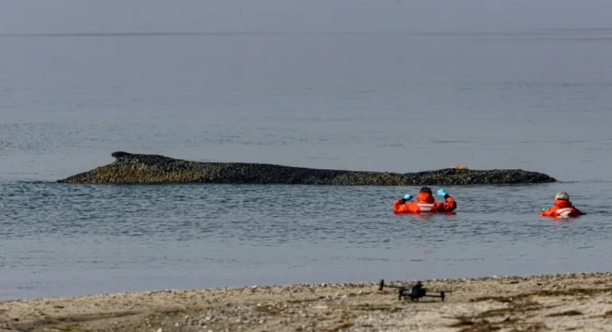 NEWS.ro: Salvatorii şi-au pierdut speranţa pentru balena eşuată în largul unei insule germane