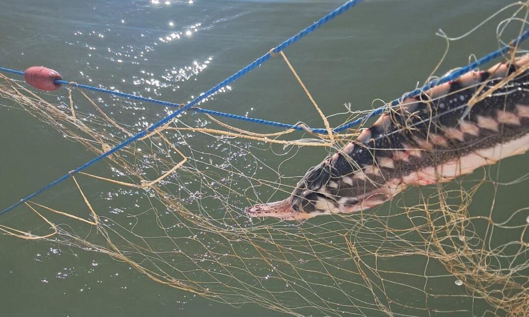 NEWS.ro: Şase sturioni, cinci delfini şi un rechin prinşi în plase ilegale, la Marea Neagră, salvaţi de către poliţiştii de frontieră - FOTO