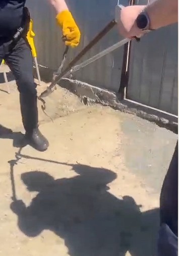 NEWS.ro: Tulcea: Jandarmii au scos un şarpe din compartimentul motor al unui autoturism, unde se ascunsese în zona grilei de aerisire / El a fost eliberat apoi în mediul natural - VIDEO