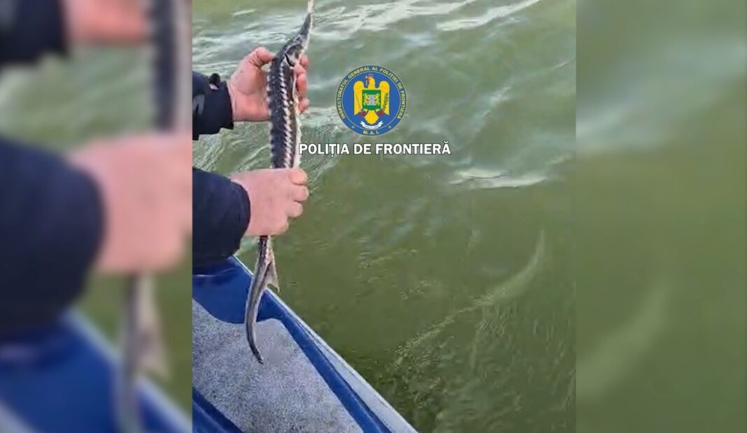 NEWS.ro: Tulcea: Patru sturioni, descoperiţi de poliţiştii de frontieră în plase de pescuit, eliberaţi în Marea Neagră - FOTO