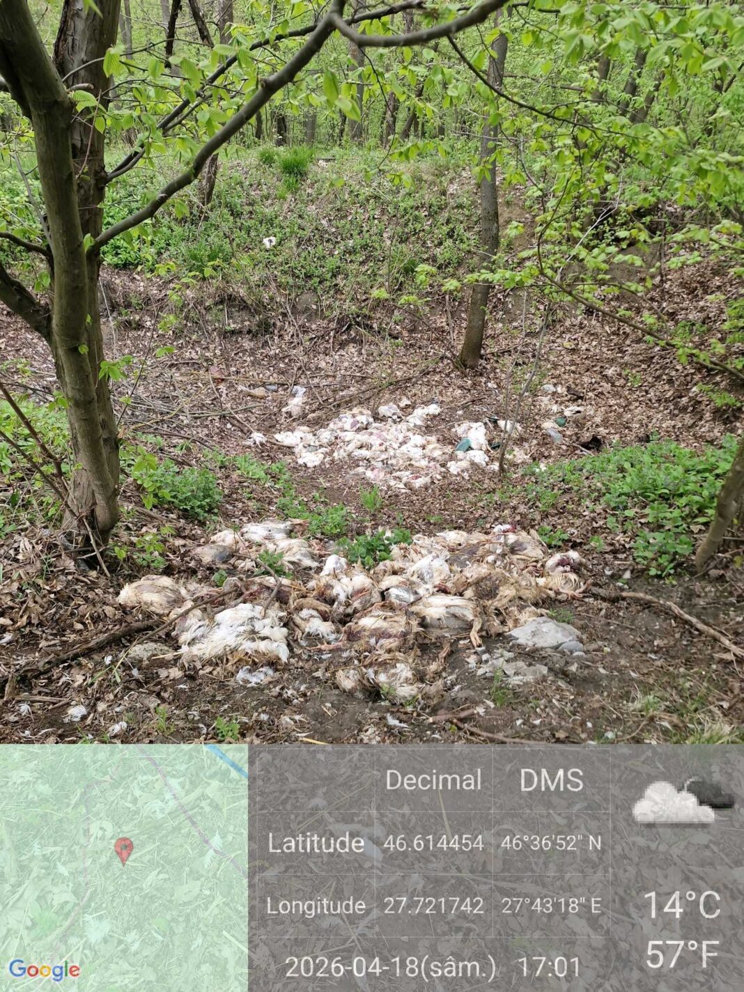 NEWS.ro: Vaslui: Peste 320 de pui de găină, în diferite stadii de dezvoltare, abandonaţi într-o pădure / Anchetă a autorităţilor - FOTO