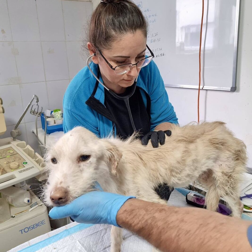 NEWS.ro: Zeci de animale aflate într-o stare de sănătate precară, salvate dintr-un imobil din sectorul 3 al Capitalei. Câini bolnavi, fără blană şi malnutriţi, preluaţi de o asociaţie pentru protecţia animalelor - FOTO