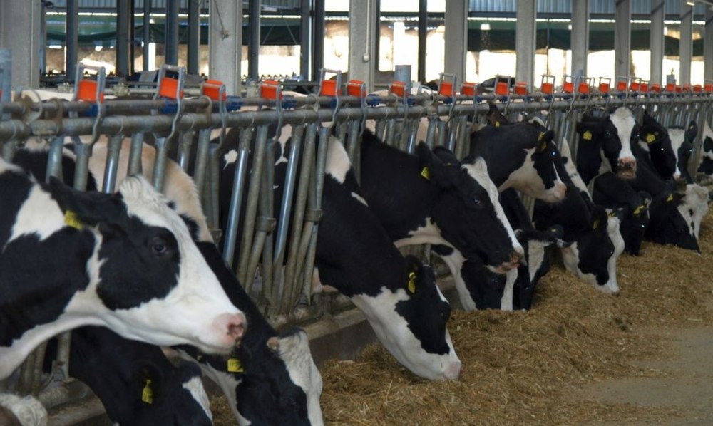 O boală misterioasă a ucis peste 300 de vaci într-o fermă din Elveția, la scurt timp după instalarea unor panouri solare pe grajd