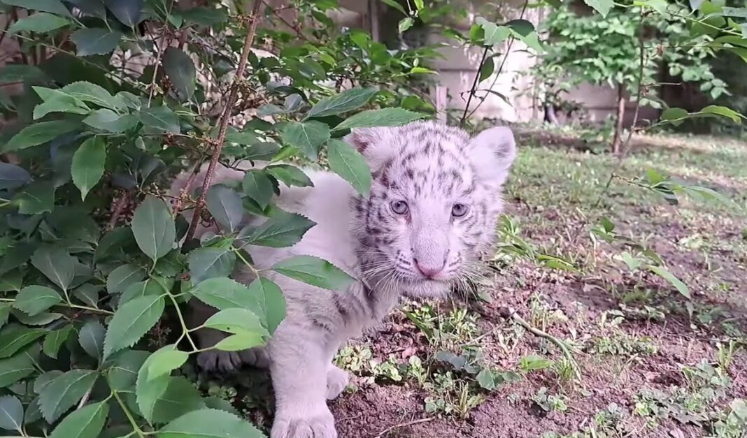 Oamenii ajung să deranjeze ecosistemele pe care le vizitează / Obsesia pentru selfie-uri afectează fauna sălbatică
