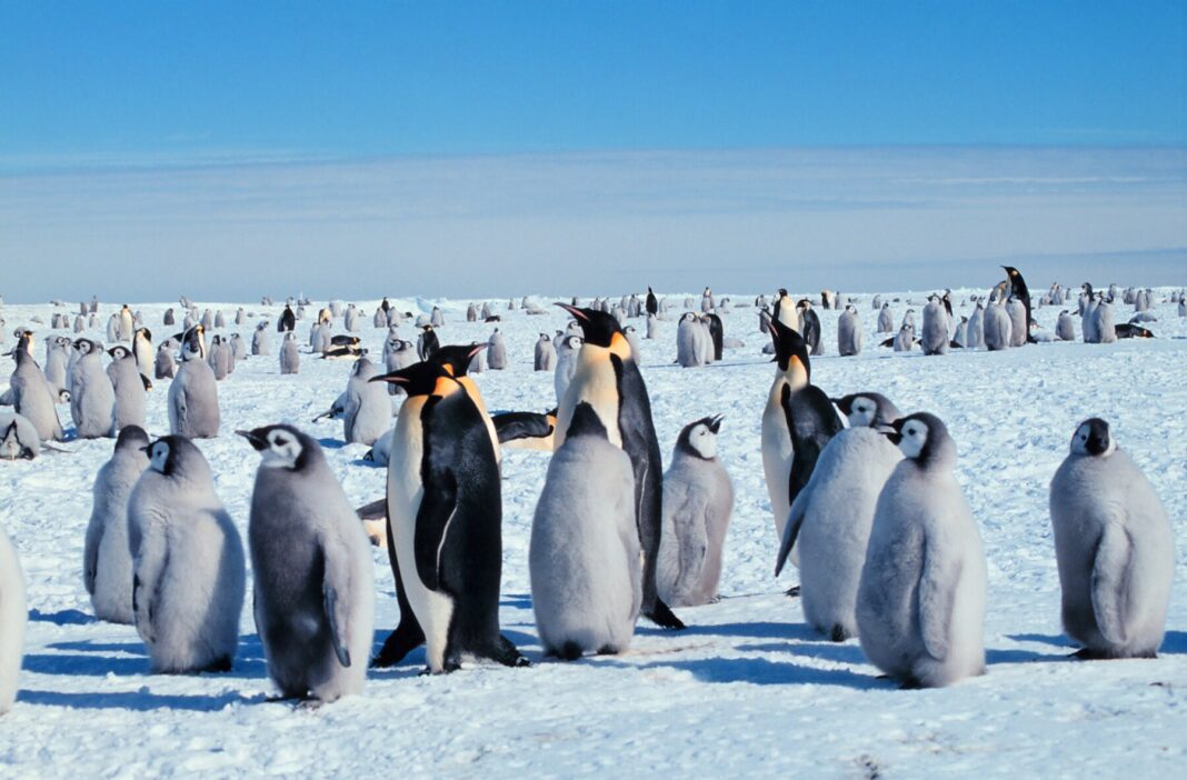 Pinguinul imperial, pasăre emblematică pentru Antarctica, este o specie pe cale de dispariţie
