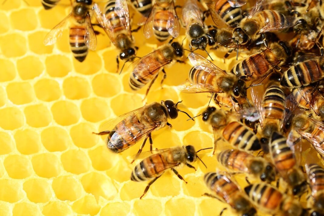 Populațiile de albine și  și alte insecte polenizatoare dispar într-un ritm accelerat / Uniunea Europeană cere inversarea tendinței până în 2030