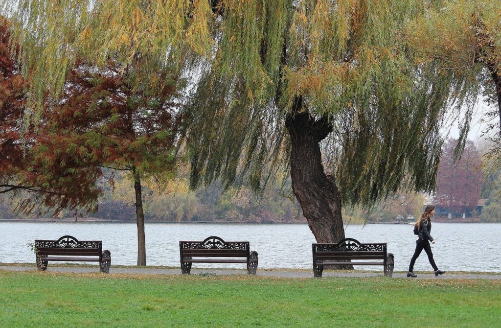 Prima grădină de ploaie din Bucureşti, amenajată în Parcul Tineretului