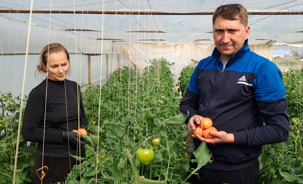 Primele roșii de la Izbiceni au ajuns în Ardeal. „A fost cel mai greu an de când am început să facem roșii extra-timpurii”