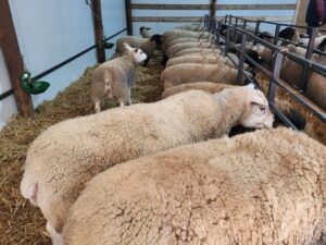 Proiectul celei mai mari fabrici de lână din Europa își recâștigă finanțarea în instanță