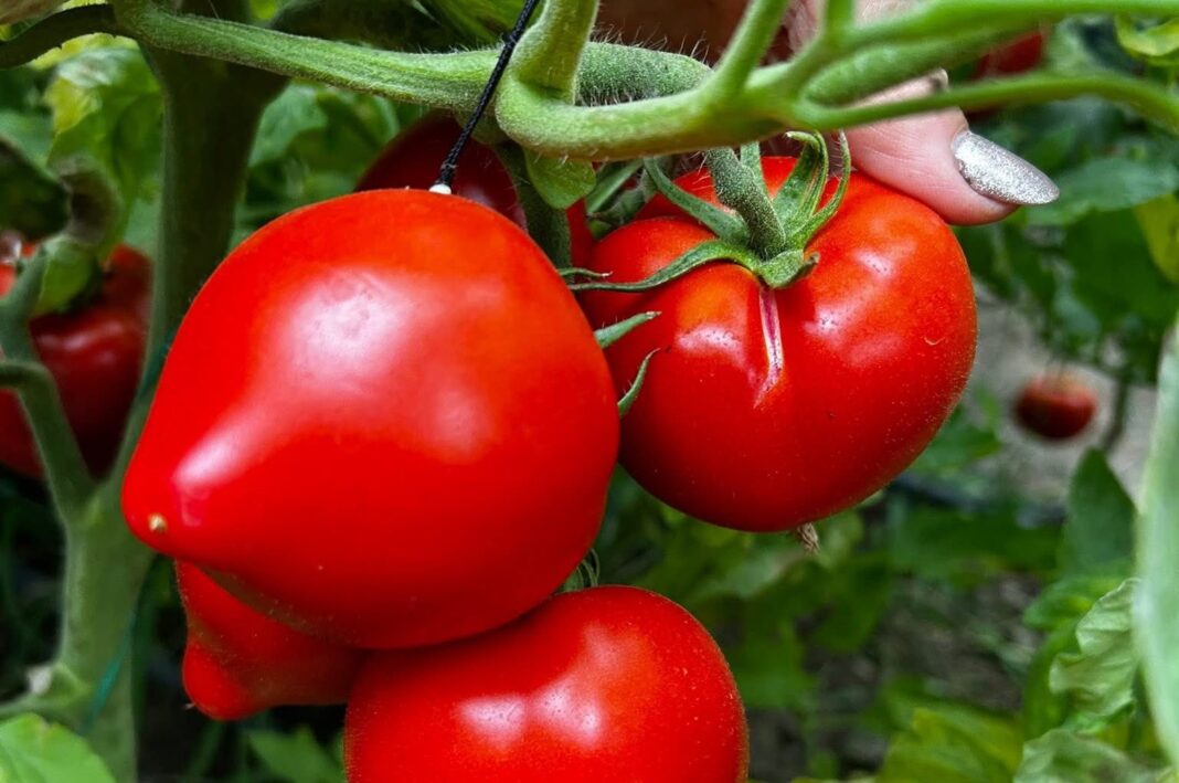 REPORTAJ / Tomatele extratimpurii, vândute la poarta solariilor cu 42 lei kg / Producătorii au avut costuri crescute cu 40 %  / De ce fermierii trebuie să aibă cele două soiuri bulgăești, Paris și Prekos