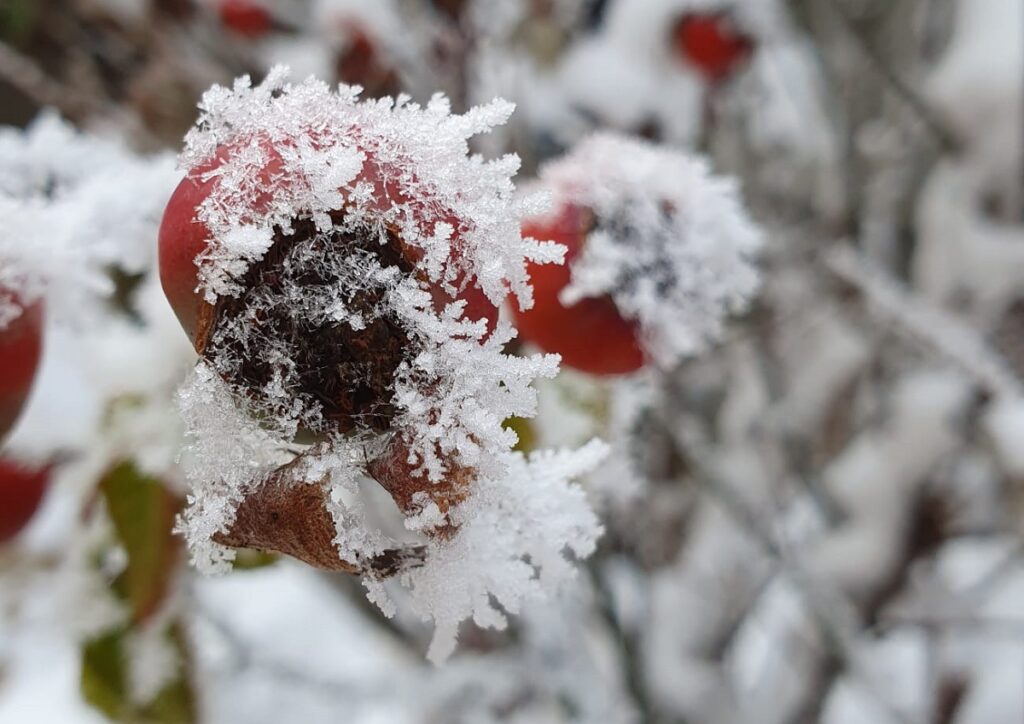 Risc ridicat de îngheț în noaptea de vineri spre sâmbătă