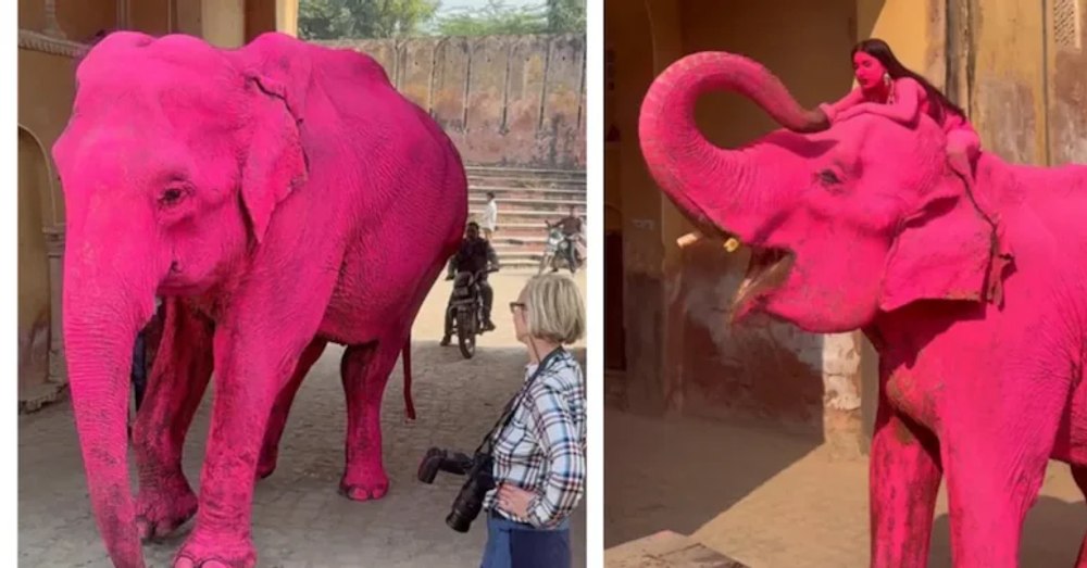 Scandal în India după ce un elefant vopsit în roz pentru o ședință foto a murit. Fotografa primește amenințări cu moartea