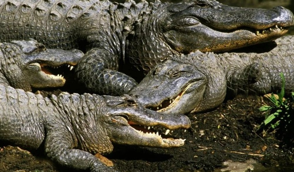 Strategia neobișnuită a Indiei pentru apărarea granițelor: șerpi și crocodili folosiți pentru descurajarea activităților ilegale cu Bangladesh