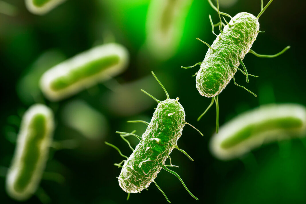 STUDIU: O bacterie modificată genetic, capabilă să supraviețuiască fără oxigen, distruge din interior tumorile