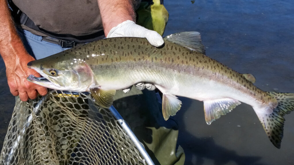 STUDIU Somoni sunt „dopați” cu cocaină / Vina o poartă drogurile vărsate în apele uzate / Nu există un risc imediat pentru persoanele care consumă pește