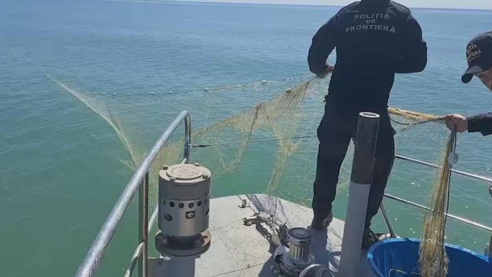 Sturioni, delfini și rechini, prinși în plase ilegale puse de braconieri la Marea Neagră. Exemplarele, eliberate de Garda de Coastă