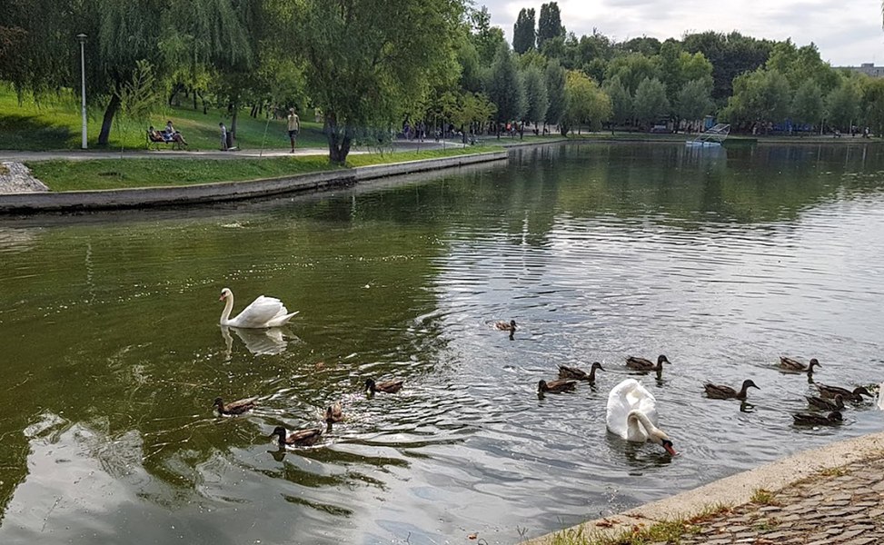 Un activist de mediu cere modificarea OUG pentru salvarea spațiilor verzi, promovată de Diana Buzoianu: „Abordarea este greșită”