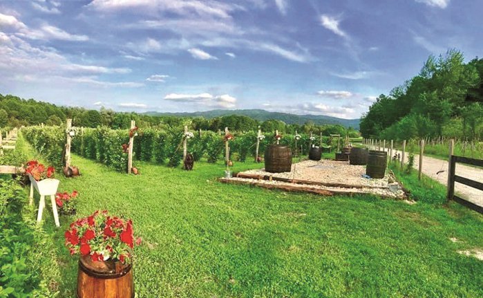 Un hectar de teren moştenit de la bunici în judeţul Gorj a fost temelia unui business care în zece ani a ajuns la 15 mil. euro. Abund Berry şi-a majorat vânzările cu 31% în ultimul an