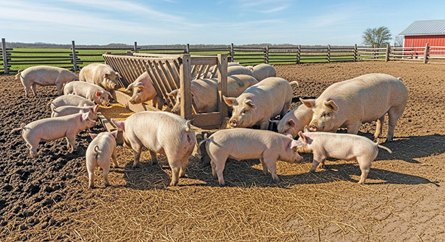 Un judeţ care produce peste 60.000 de tone de porumb şi nu are nicio fermă de porci. Bistriţa-Năsăud, judeţul în care porcii cresc în circa 10.000 de gospodării