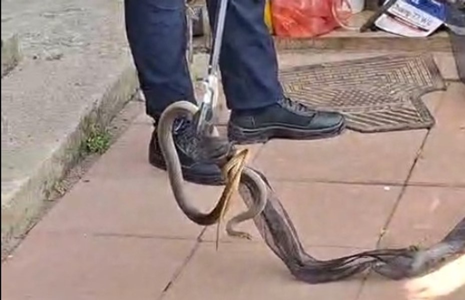 Un şarpe lung de 2 metri a fost găsit în casa unei femei din județul Galați. Speriată, propierara a sunat la 112