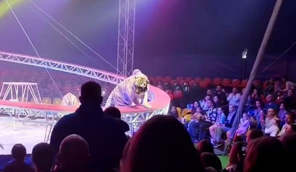 Un tigru a sărit în mijlocul spectatorilor la un circ din Rusia. „Copiii țipau, adulții fugeau panicați”