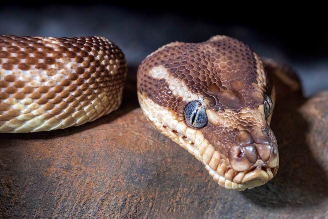 Un turist german a murit după ce a fost mușcat în timpul unui spectacol cu șerpi, în Egipt / Autoritățile egiptene au declarat că nu au cunoștință de incident