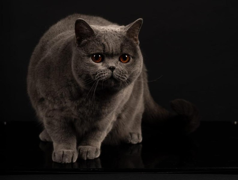 „Ursoaica de Bucovina” face istorie: pisica Kira Kiralina, din România, din nou campioană internațională la frumusețe felină