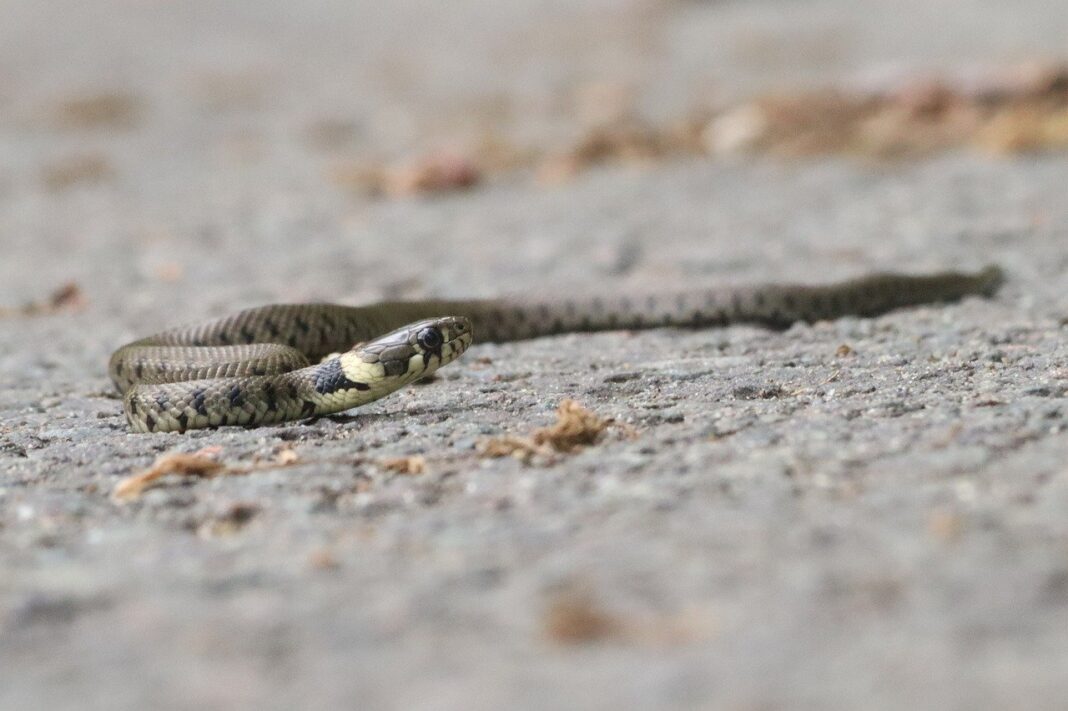 VIDEO Un șarpe despre care jandarmii spun că ar avea 1,5 metri a fost scos din compartimentul motor al unui autoturism, în Tulcea