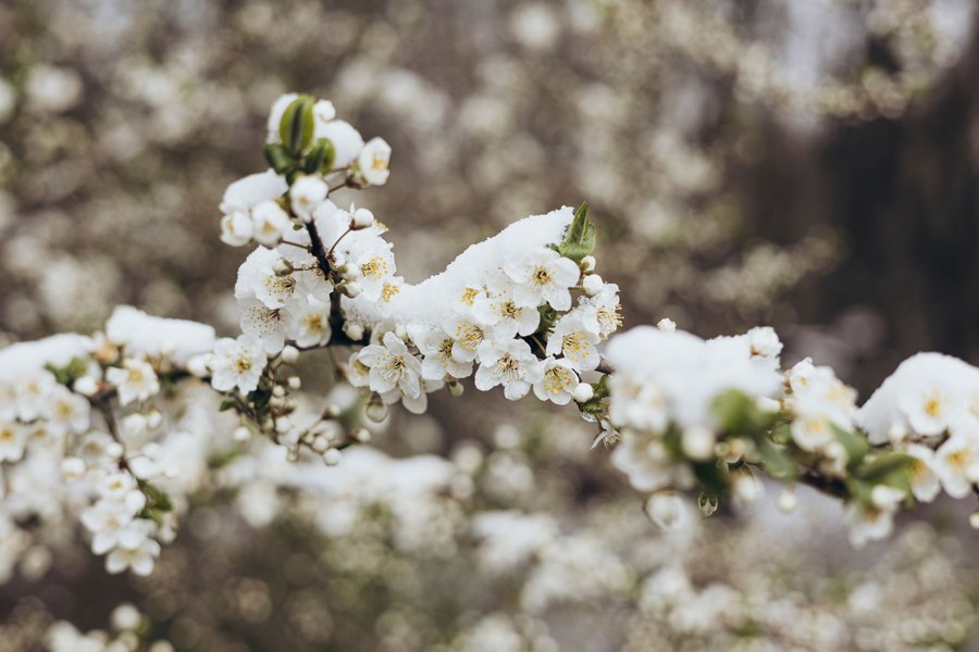 Vreme mai rece de Paște, apoi temperaturi în creștere până de 1 Mai. Prognoza pentru următoarele patru săptămâni