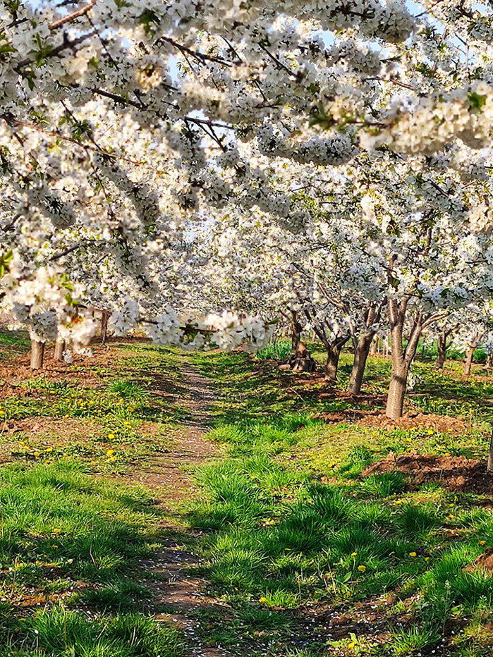 ZF Agropower. Adrian Petrea, fondator, Livada de Cireşi Amari: „Avem contracte cu procesatori de cireşe pentru dulceaţă, cu distilerii şi industria farma. Avem contracte şi cu retailul pe partea de produse finite pentru brandul propriu. Noi nu avem niciodată ofertă cât e cererea de mare, dar nu ne putem extinde, fiindcă suntem la 30 km de Bucureşti şi nu găsim forţă de muncă“