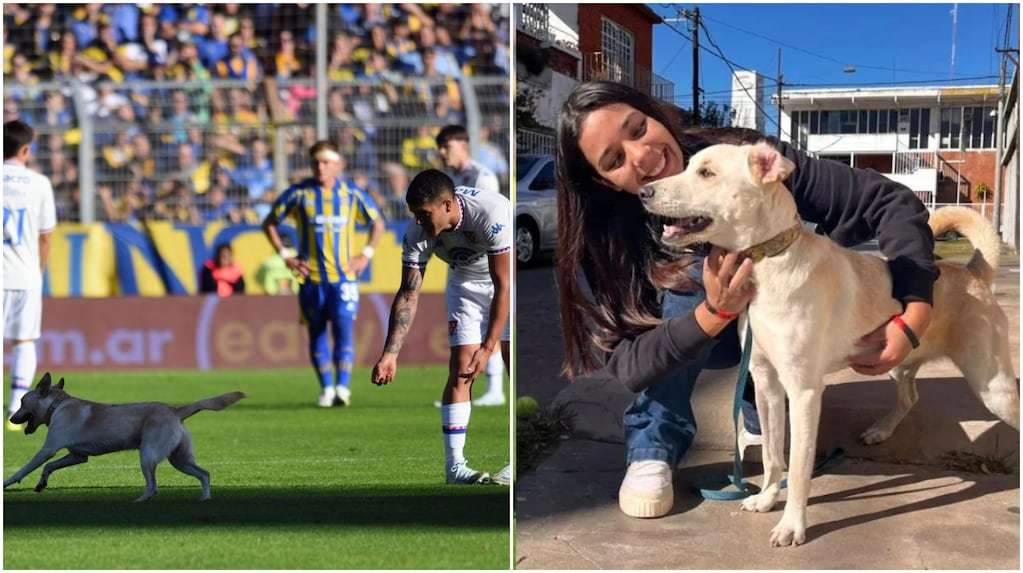 NEWS.ro: Argentina: Un câine rătăcit a fost găsit de stăpânii săi după ce a dat buzna în timpul unui meci al echipei lui Angel Di Maria