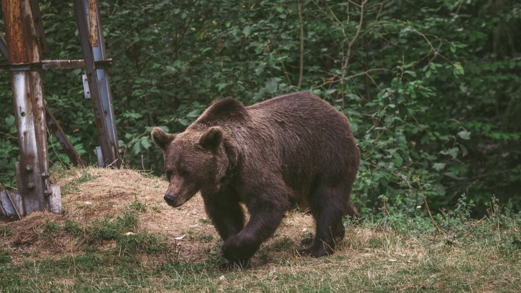 NEWS.ro: Harghita: Trei mesaje RO-Alert care anunţă prezenţa urşilor în localitatea Praid, în ultimele două zile