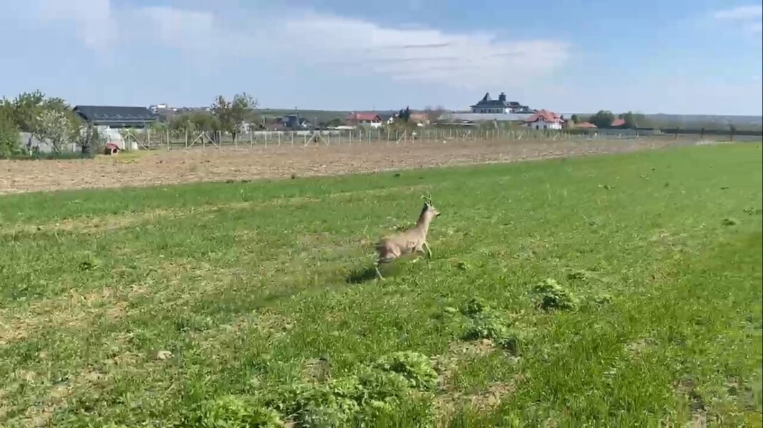 NEWS.ro: O căprioară s-a rătăcit într-un cartier din Botoşani / Ea a fost ajutată să revină în mediul natural de un echipaj de jandarmi şi de un pompier aflat în timpul liber - VIDEO
