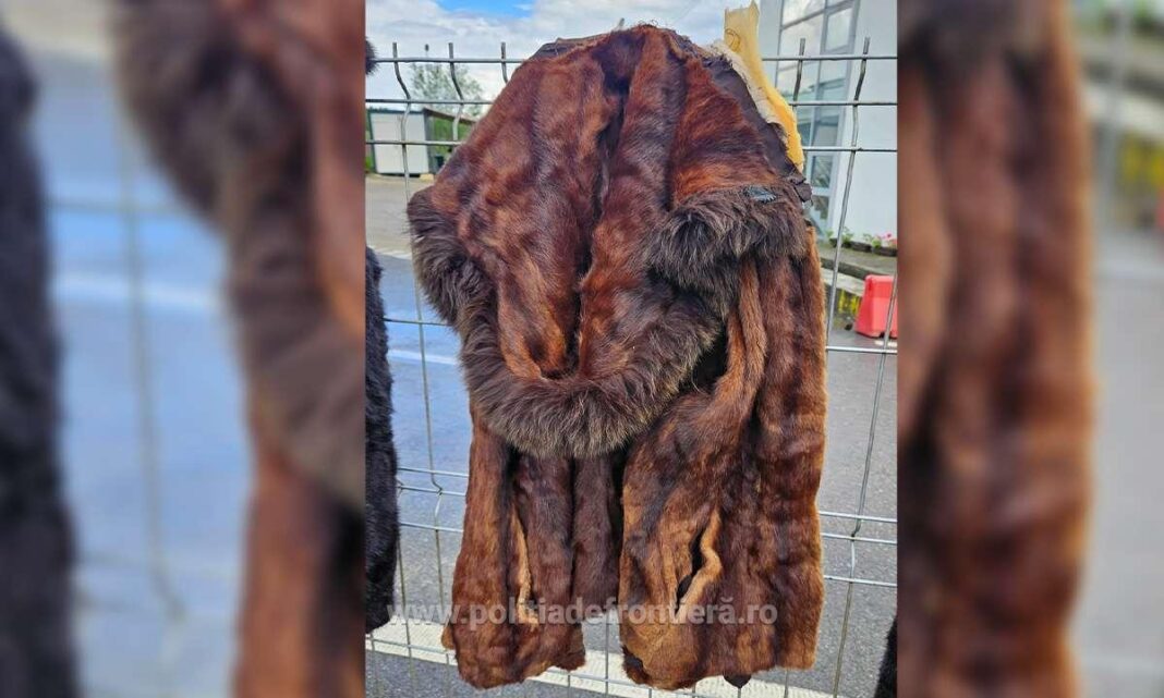 NEWS.ro: Suceava: Haine din blană de nurcă şi piei de şinşilă, găsite într-un camion condus de un ucrainean, la intrarea în ţară pe la PTF Vicovu de Sus