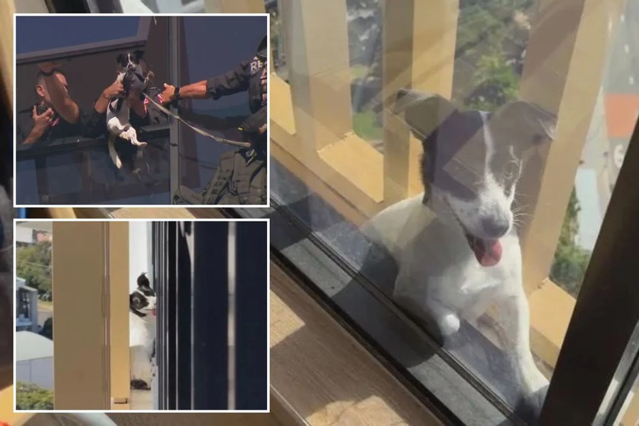 Operațiune spectaculoasă la etajul 13: momentul salvării unui câine blocat pe marginea unei clădiri, după ce a fost găsit cu drona