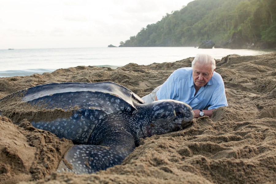 Sir David Attenborough, la 100 de ani. Povestea omului care a fost vocea naturii și a adus-o în prime-time