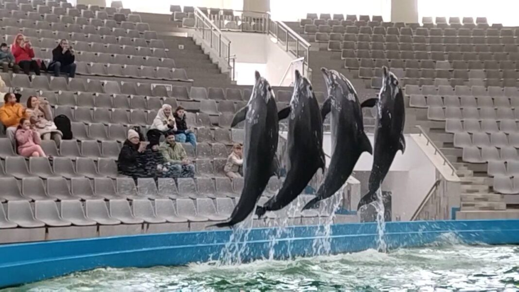 VIDEO Cozi la Delfinariul din Mamaia în minivacanța de 1 Mai / Atracțiile pentru familii au fost printre cele mai căutate activități de zi