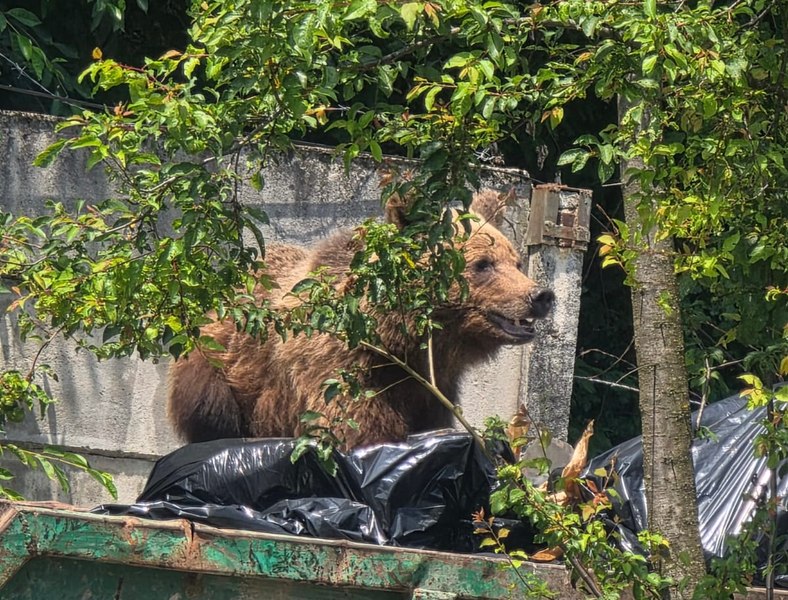 Urs împușcat în curtea unui spital din Brașov după ce a intrat să caute în containerul de gunoi
